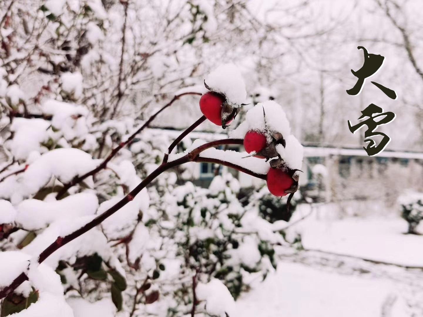 大雪 ▎萬象曉一色，皓然天地中