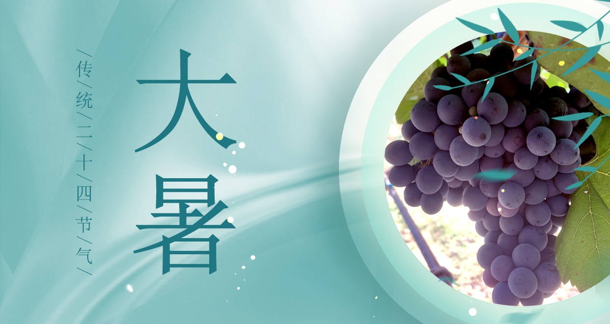 大暑 ▎時(shí)夏三伏盛，葡萄綴滿天