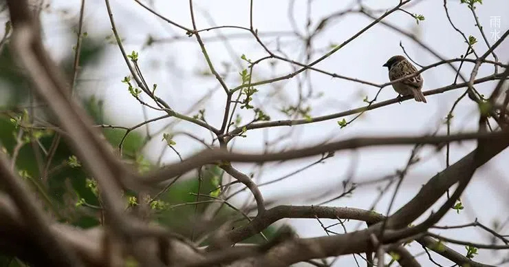 雨水||絲絲春雨潤萬物，杯杯美酒暖人心
