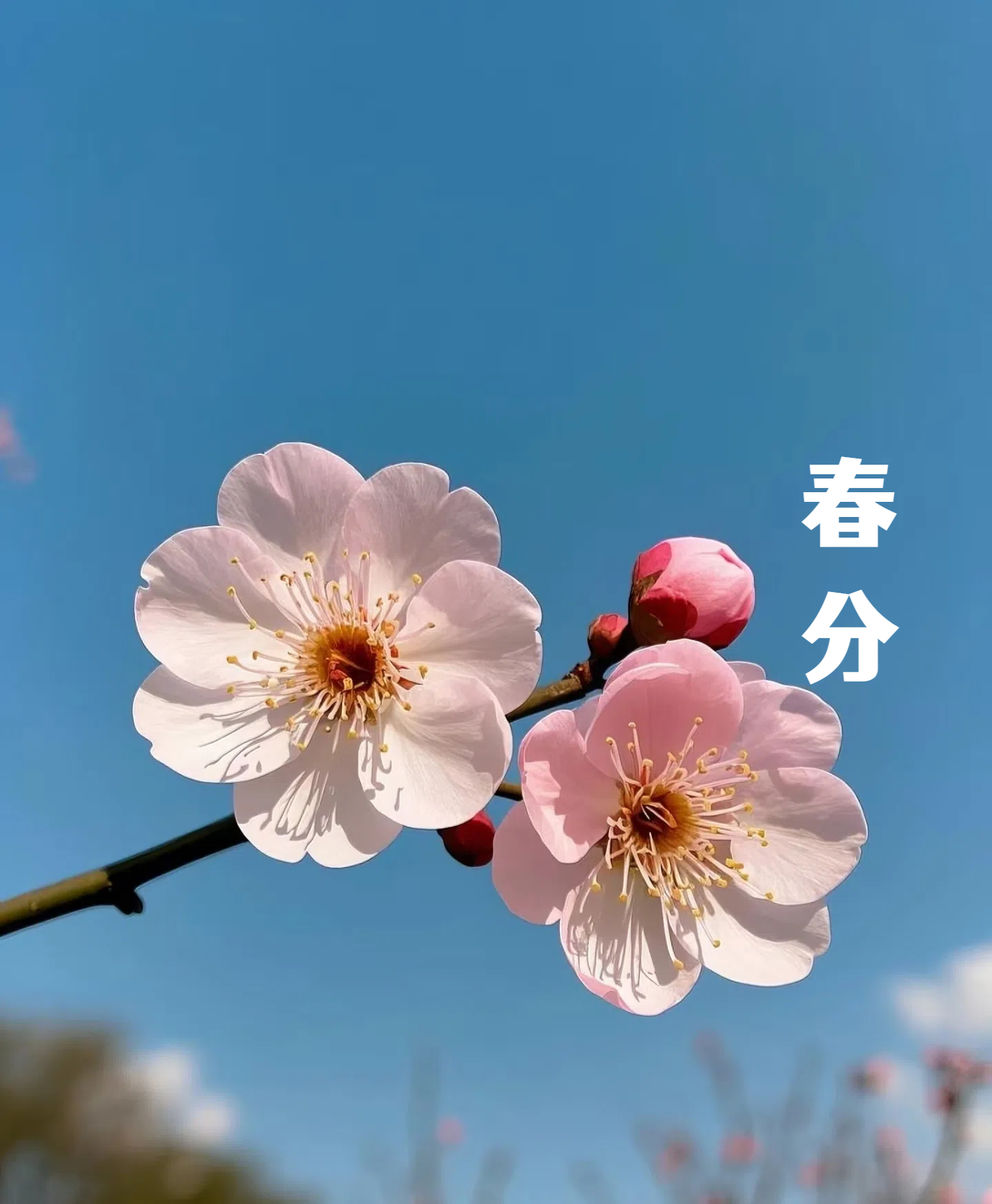 春分||花間一壺酒，莫負好時光